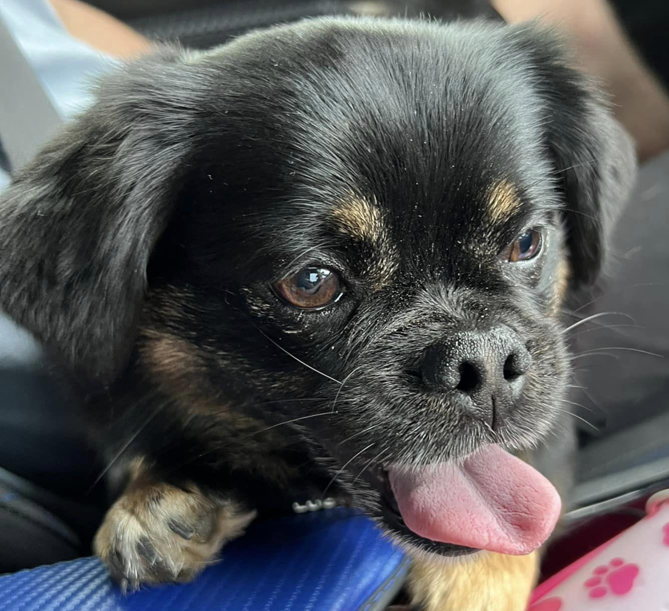 Negan, Pekingese mix